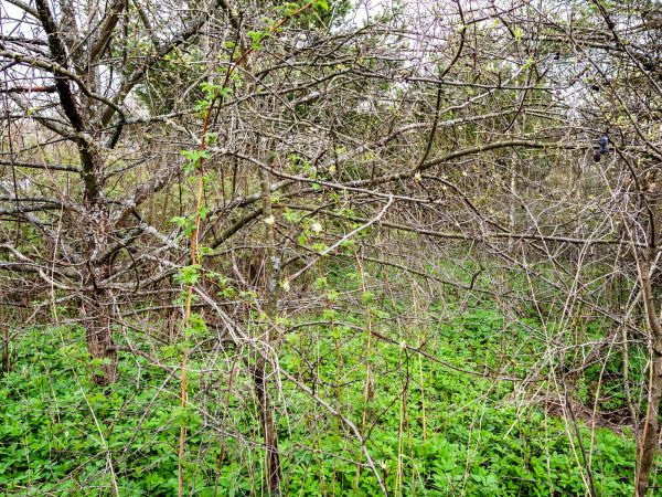 Underbrush Clearing in Longmont