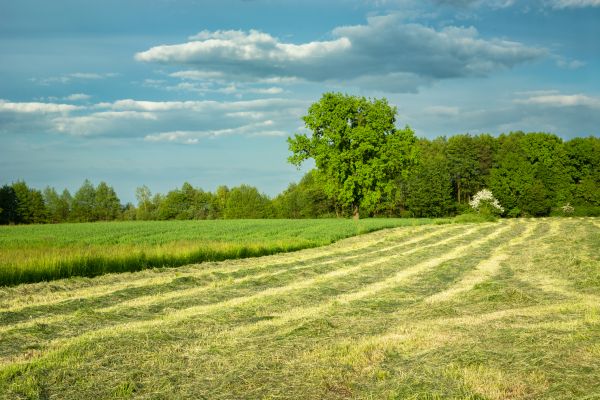 Vegetation Removal in Longmont