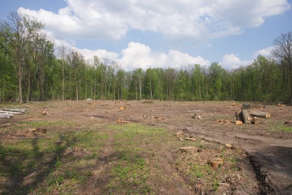Cost of Pasture Clearing in Longmont