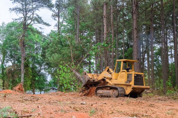 Forest Thinning in Longmont