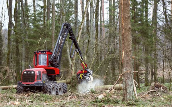 Cost of Forest Clearance Service in Longmont