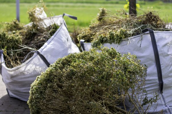Bushes Clearing in Longmont