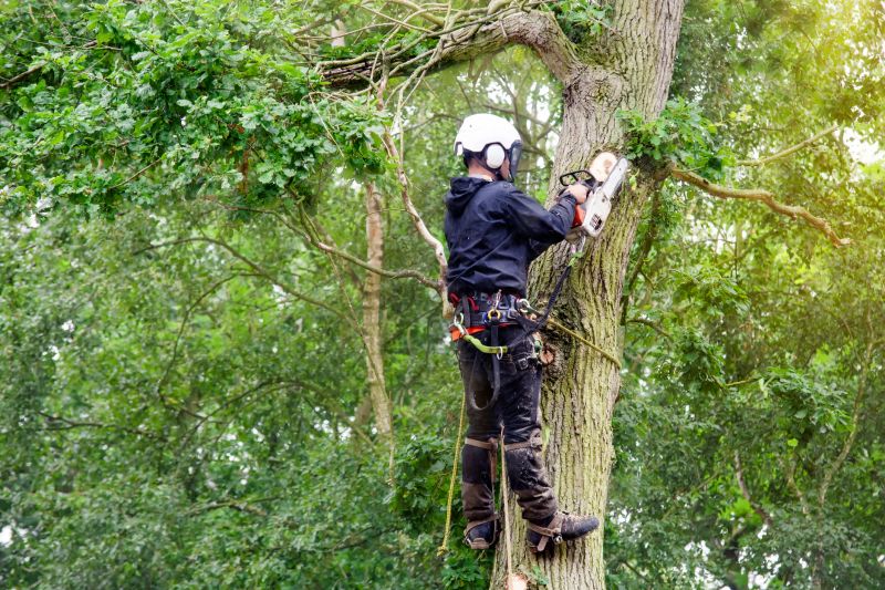 Arborists and Tree Removal Experts